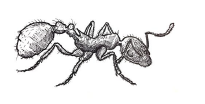 ant is an example of a monarch predator